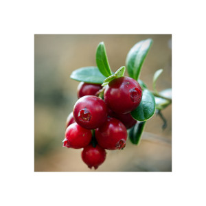 Cranberry